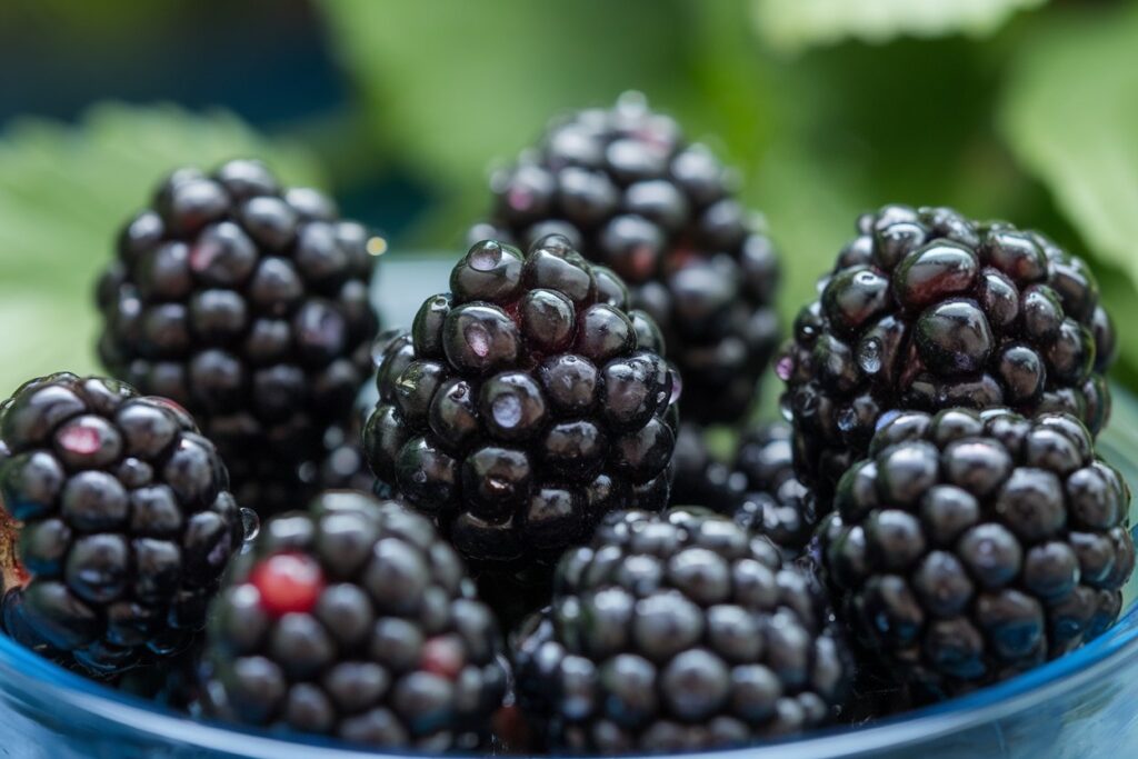 Blackberries